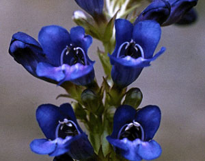 Penstemon speciosus flower